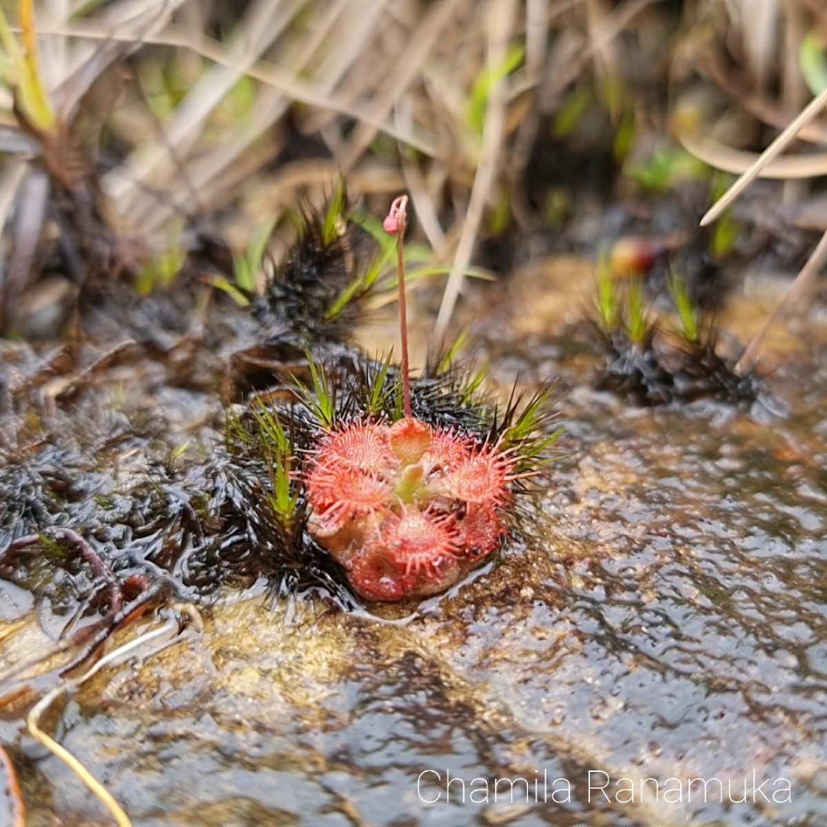 Drosera burmanni Vahl